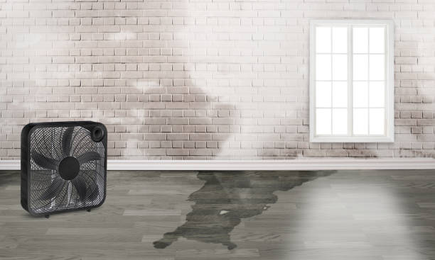 Best Flood restoration services  in Elm Creek, NE