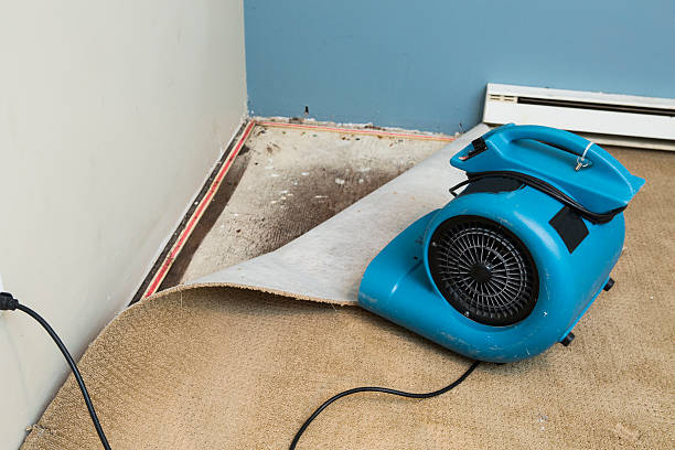 Best Water damage restoration near me  in Elm Creek, NE
